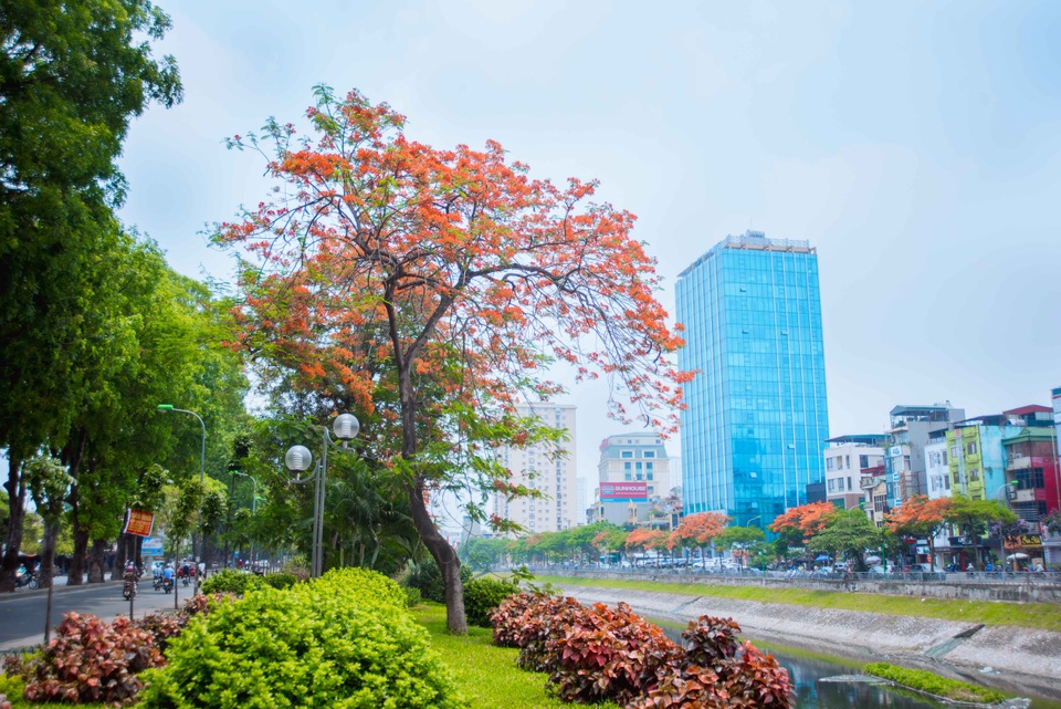 Hoa phượng nở đỏ rực ven sông Tô Lịch, đường Láng Hà Nội. Những chùm hoa khoe sắc rực rỡ dưới nắng hè làm nên điểm nhấn ấn tượng, khó quên.
