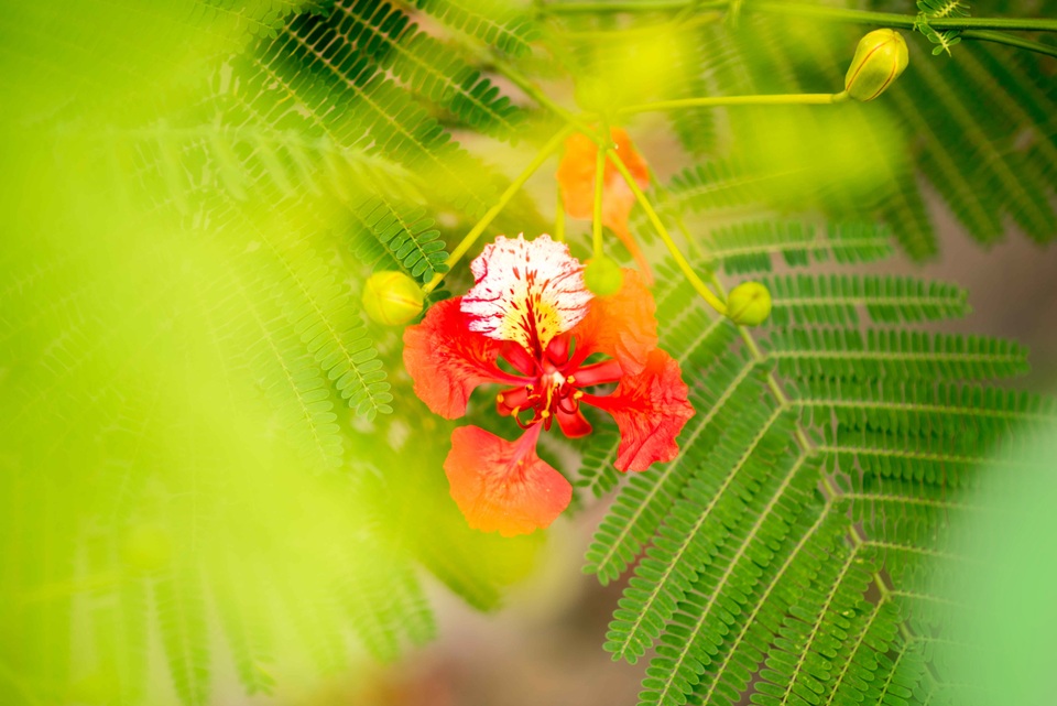 Phượng vĩ còn có tên là xoan tây hay điệp tây. Cánh hoa của phượng vĩ lớn, với 4 cánh hoa tỏa rộng màu đỏ cam, còn cánh hoa thứ năm mọc thẳng, lốm đốm màu trắng.