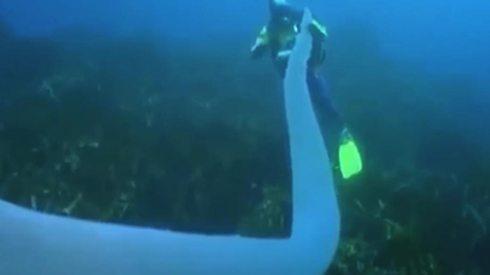 “Quái vật đại dương” dài gần 20m dưới biển sâu - 3 Chúng được tập hợp từ hàng nghìn sinh vật nhỏ với tên gọi Zooids