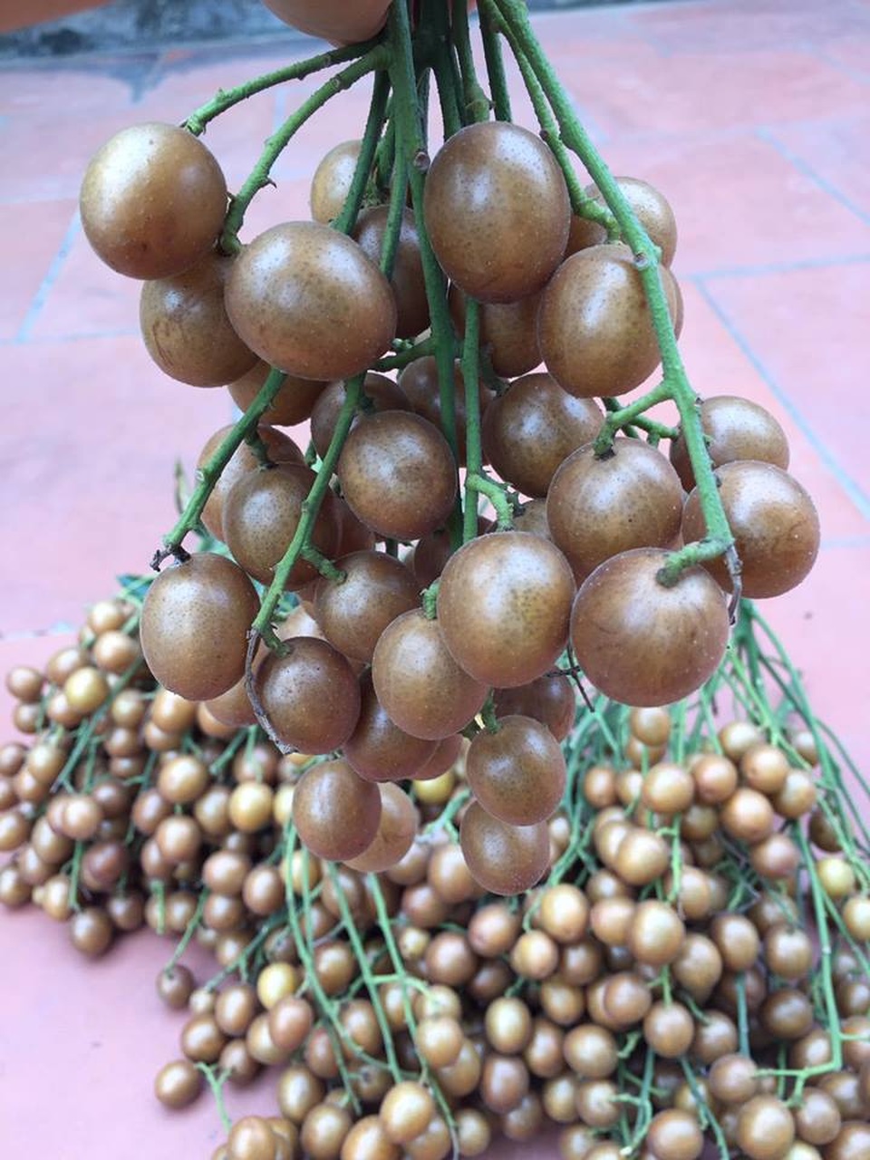 Quất hồng bì, bán chơi chơi cũng được cả tạ mỗi ngày - 1
Quất hồng bì sậm màu sẽ ngọt hơn