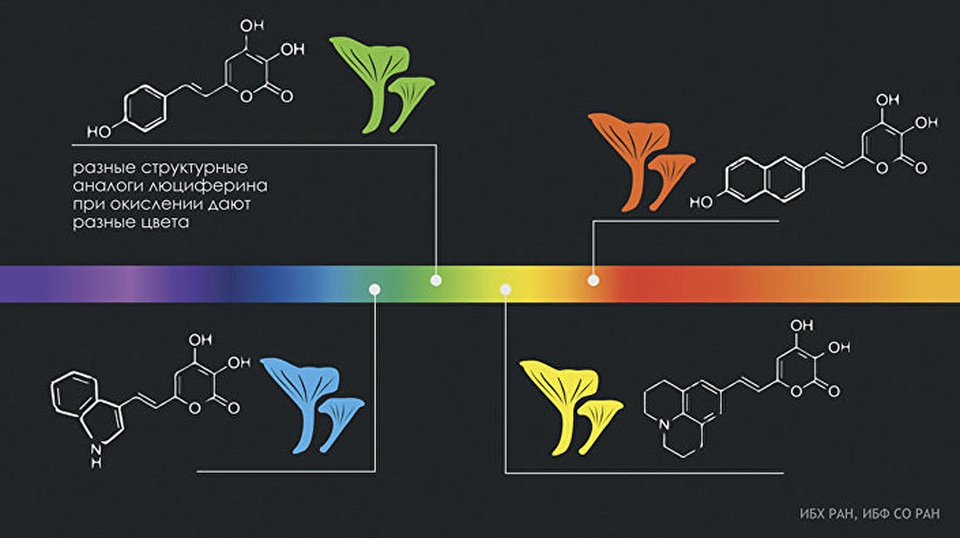 Các  nhà khoa học làm sáng tỏ bí ẩn phát sáng của nấm - 1