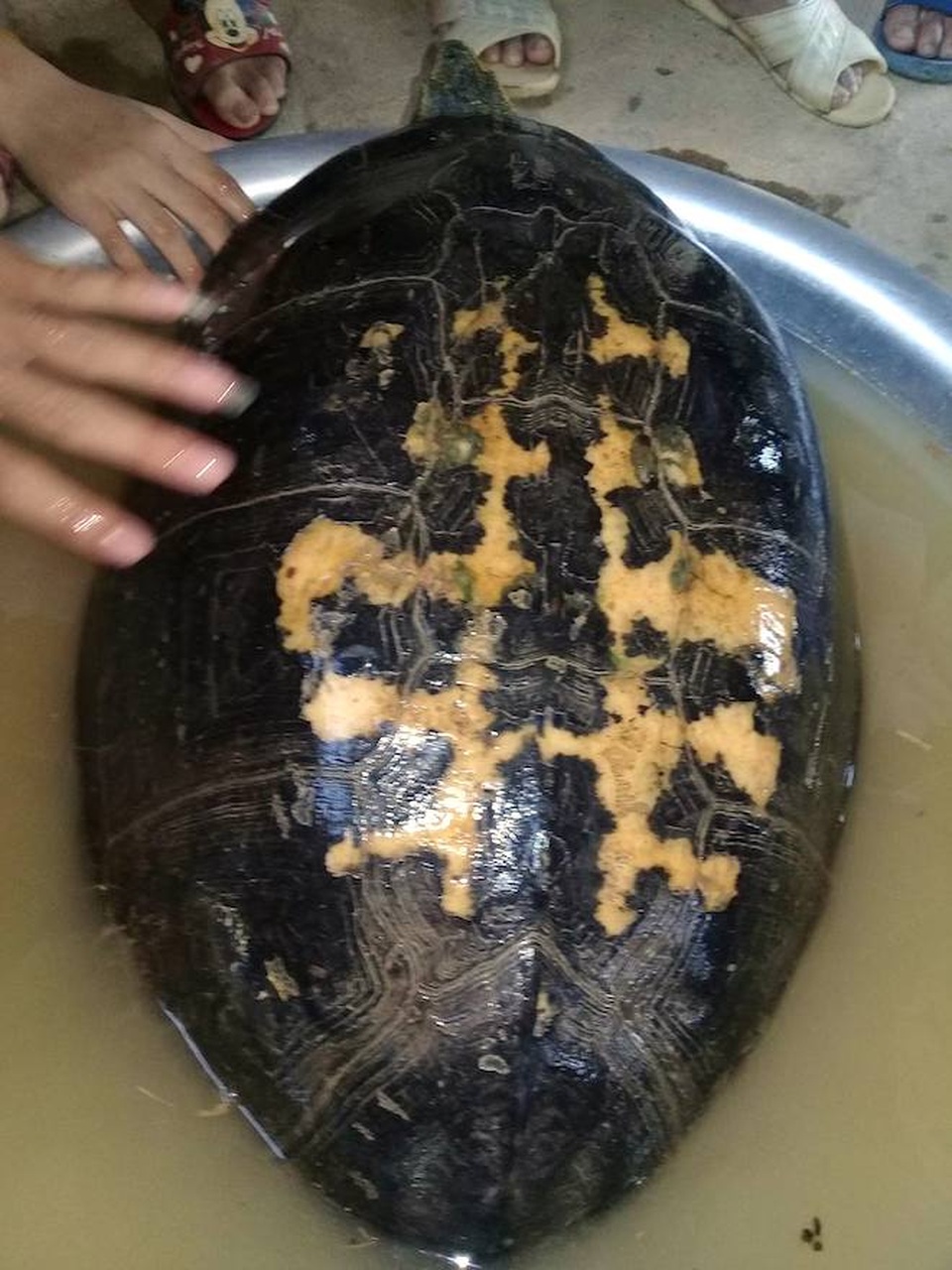 Con rùa được người dân phát hiện nặng chừng 16kg, có vân vàng trên lưng.