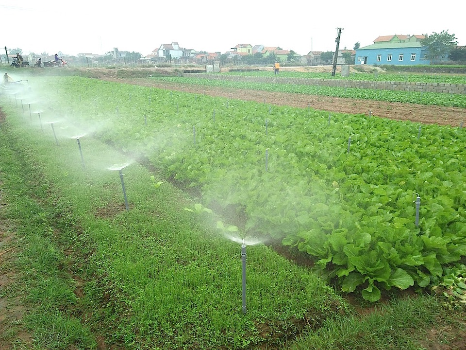 Những luống hành lá đang chờ mùa thu hoạch.