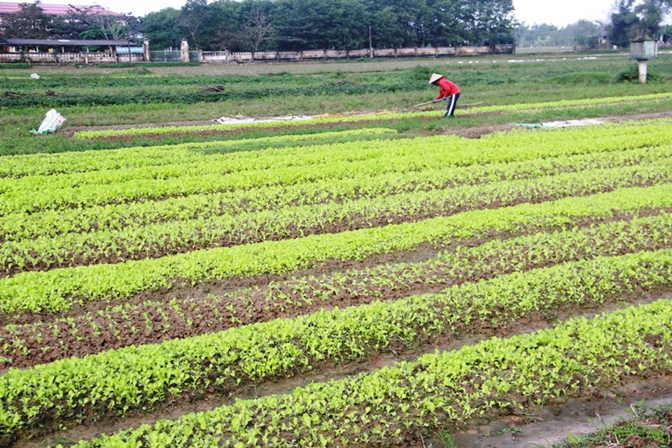 Quảng Trị: Rau màu chết vì mưa rét, người nông dân lo mất Tết - 2 Quảng Trị: Rau màu chết vì mưa rét, người nông dân lo mất Tết - 2