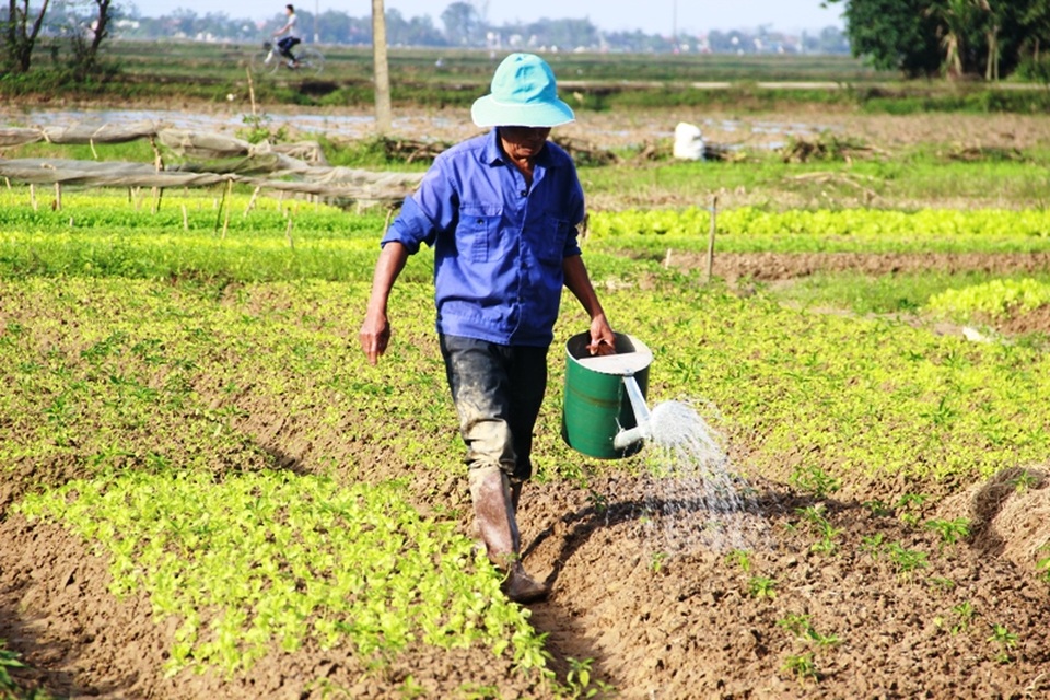 Quảng Trị: Rau màu chết vì mưa rét, người nông dân lo mất Tết - 1 Quảng Trị: Rau màu chết vì mưa rét, người nông dân lo mất Tết - 1