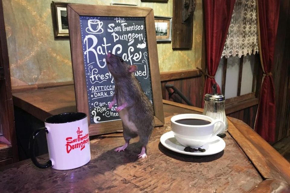 Bỏ tiền triệu để ăn và uống cùng… chuột - 2 Đây cũng là quán cafe chuột đầu tiên trên thế giới
