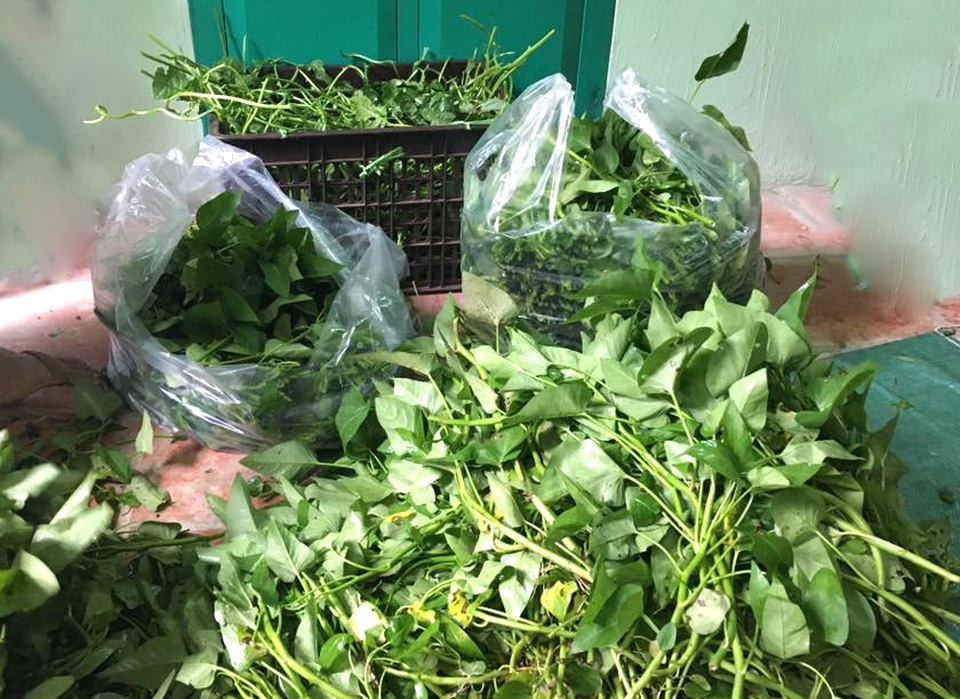 Dân văn phòng: Thu tiền triệu nhờ bán thực phẩm từ quê ra phố - 2
Rau được nhặt sẵn cho vào túi để chuyển cho khách gọi