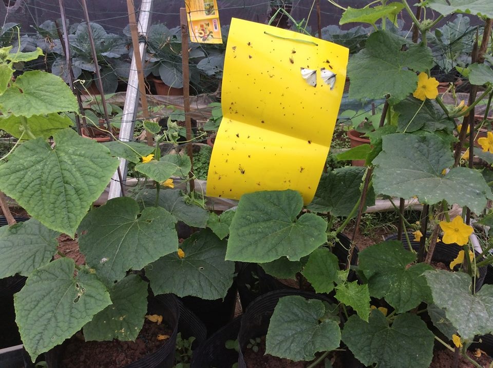 
Rau hữu cơ dùng các phương pháp thủ công như bẫy hoặc bắt bằng tay để phòng trừ sâu bệnh
