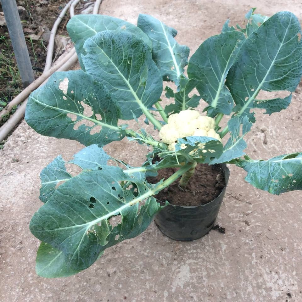 
Sản phẩm rau hữu cơ thường có bề ngoài kém bắt mắt
