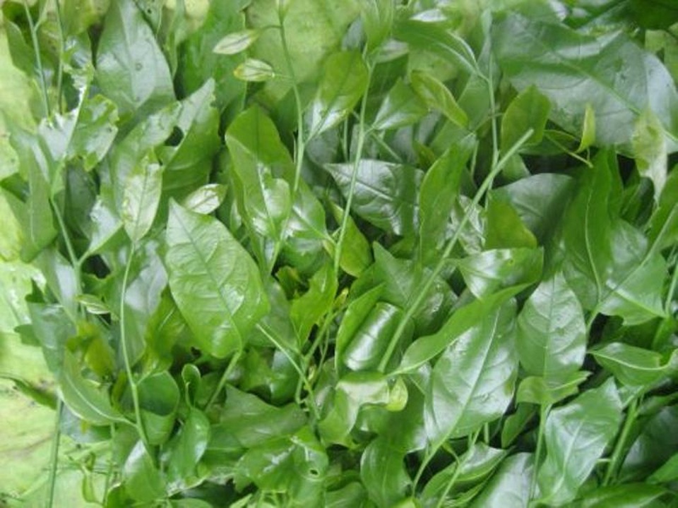 Ngon ngọt canh rau sắng cá tràu tiến vua ở Ninh Bình - 3 Dường như, từng lá rau, đọt rau đều chắt lọc từ đất trời, từ gió núi để gom lại những tinh túy và gửi tới con người vị thanh khiết, vị ngọt bùi đến say lòng.