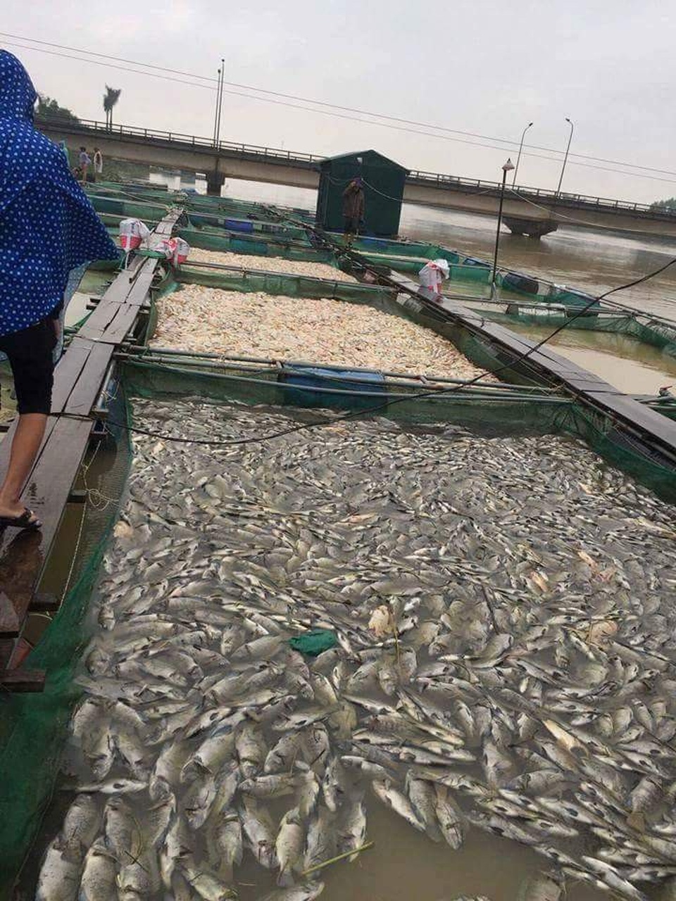 Hàng trăm tấn cá bè chết trắng sông, người dân khóc nức nở - 3
Nguyên nhân xác định do áp lực nước lũ quá mạnh dồn các ô nuôi cá làm bằng lưới lại