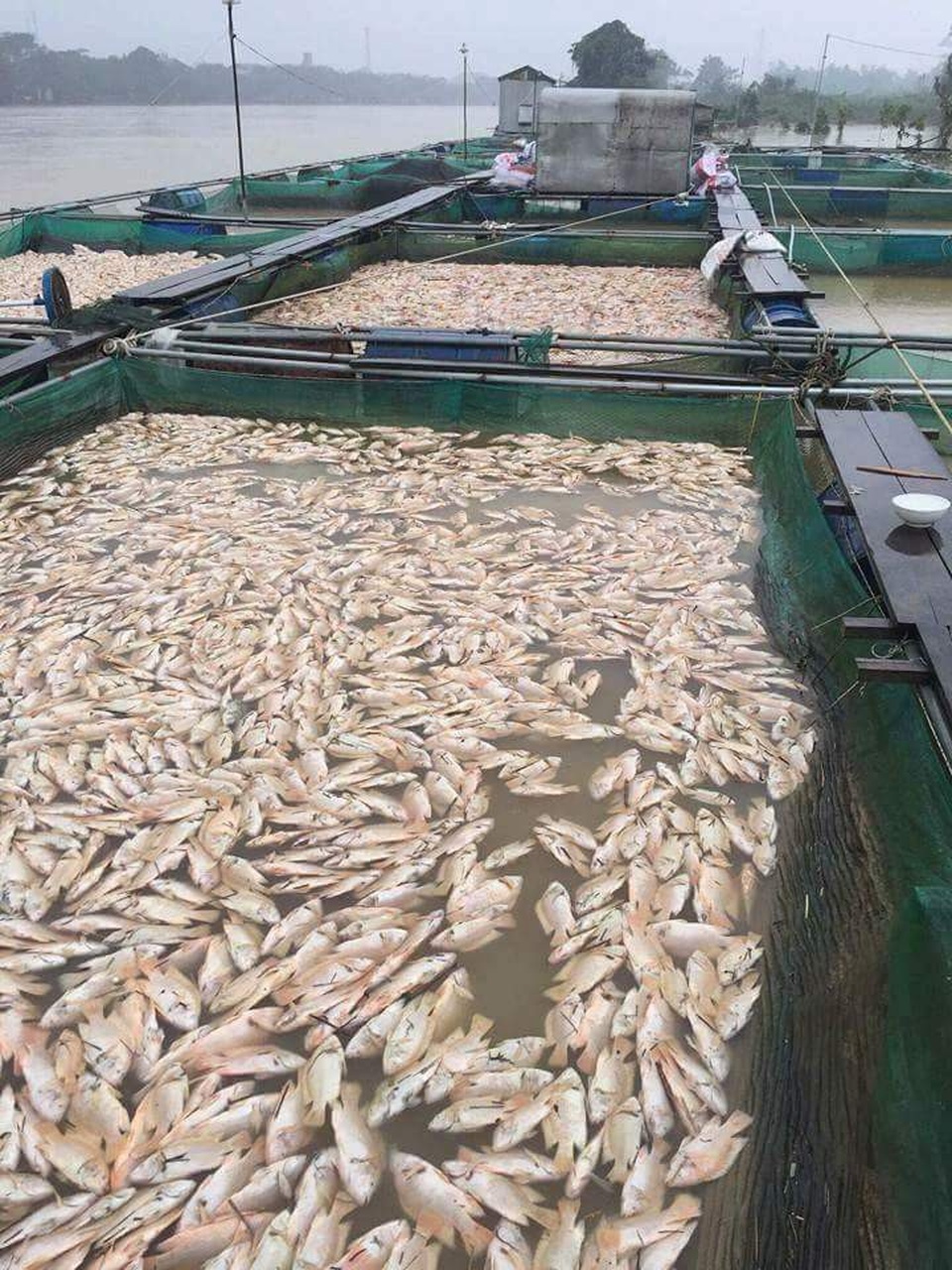 Hàng trăm tấn cá bè chết trắng sông, người dân khóc nức nở - 1 Cá chết trắng bè của gần 50 hộ dân xã Quảng Phú, huyện Quảng Điền từ đêm 5/11 đến sáng 6/11
