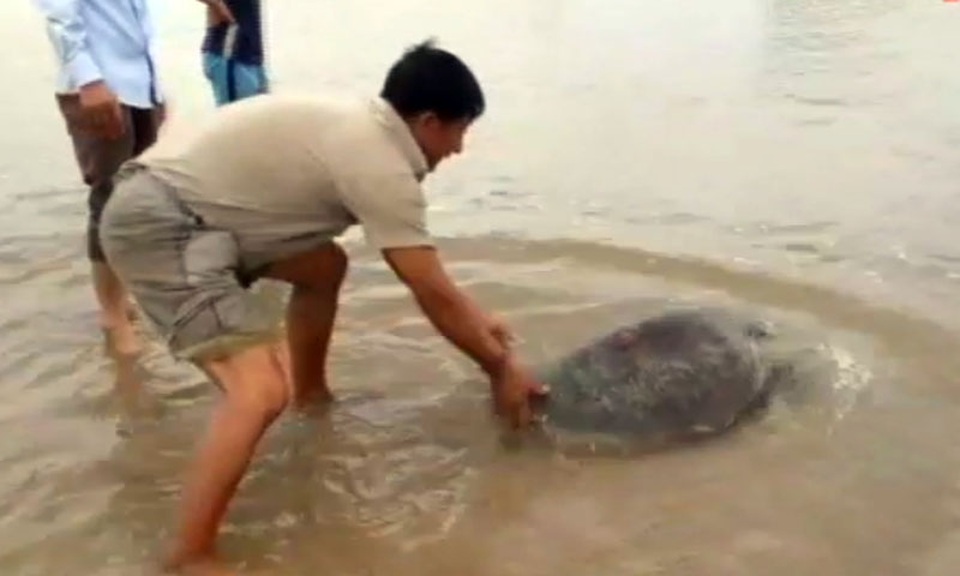 khi thả về biển con rùa rất khỏe mạnh, nhanh chóng vùng vẫy bơi vào lòng đại dương.