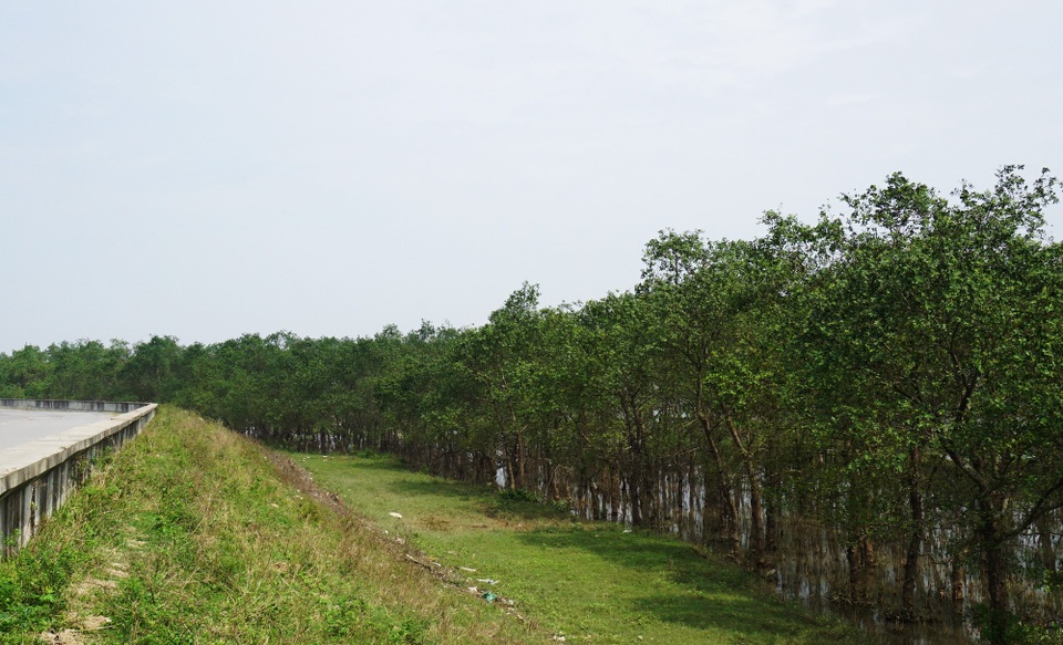 Cánh rừng bần nguyên sinh bị “đày đọa” bởi... rác - 1 Nằm bên đường sinh thái ven Sông Lam là rừng ngập mặn nguyên sinh trù phú. Những cây bần ken chặt vào nhau được xem là lá phổi xanh, bảo vệ hệ thống đê điều, chống ngập mặn, chống xói lở, thiên tai. Không chỉ có ý nghĩa về điều hòa khí hậu mà rừng bần này còn là nơi có sự đa dạng hệ sinh thái động, thực vật