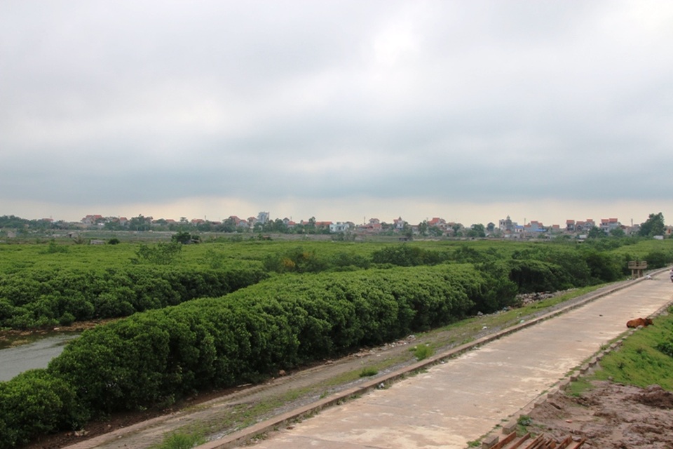 Ngắm khu rừng ngập mặn có thể bị phá bỏ để làm dự án - 6 Chạy dọc tuyến đê trên xã Thụy Xuân là hàng cây ngập mặn nằm sát bờ