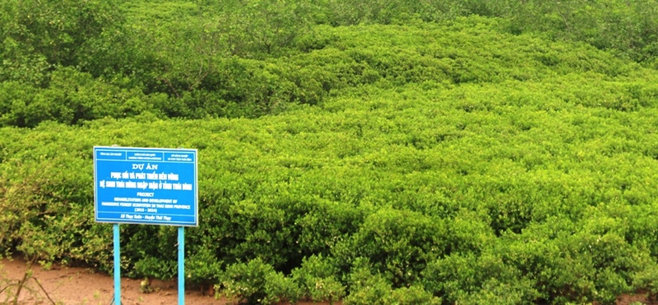 Ngắm khu rừng ngập mặn có thể bị phá bỏ để làm dự án - 2 Vào ngày 2/2, ngày đất ngập nước thế giới, Bộ trưởng Bộ Tài nguyên và Môi trường Trần Hồng Hà đã về trồng thêm cây rừng cho rừng ngập mặn tại hai xã Thụy Hải, Thụy Xuân