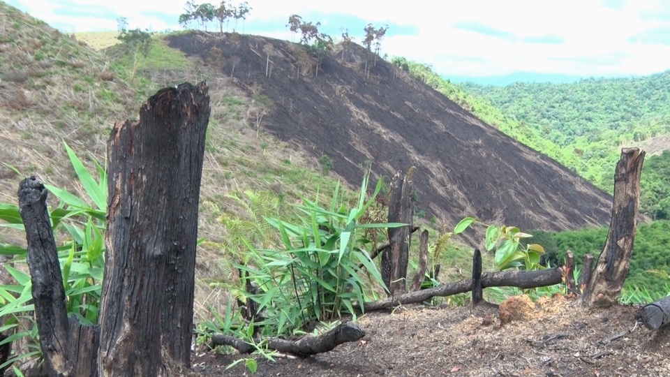 
Diện tích rừng cũ bị một công ty lâm nghiệp phá đi để trồng rừng mới mới bị phát hiện gần đây
