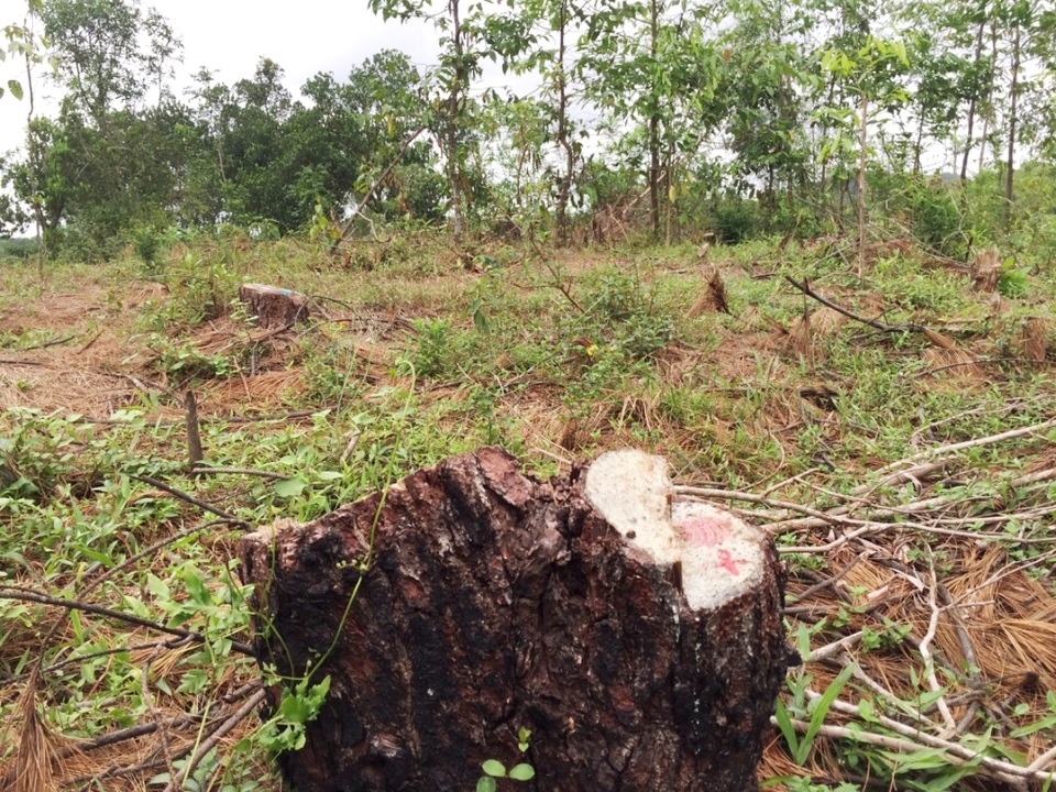 Việc chặt phá diễn ra không ai biết