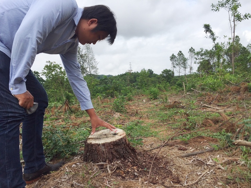 Các gốc thông to với dấu chặt còn mới