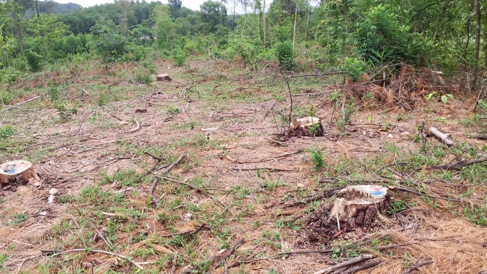 2.809 m2 rừng thông đặc dụng bị chặt phá