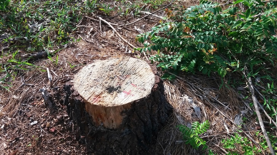 Gần 3.000m2 rừng thông tại TP Huế bị chặt hạ không ai biết - 3