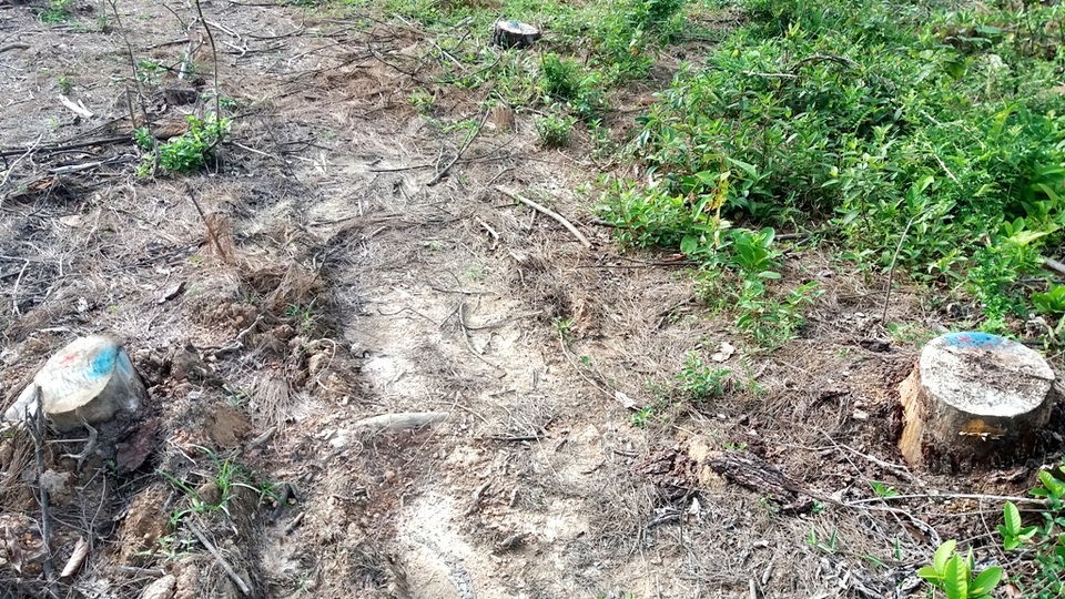 Hiện Cơ quan CSĐT Công an TP Huế đang làm rõ vụ chặt phá rừng đặc dụng này