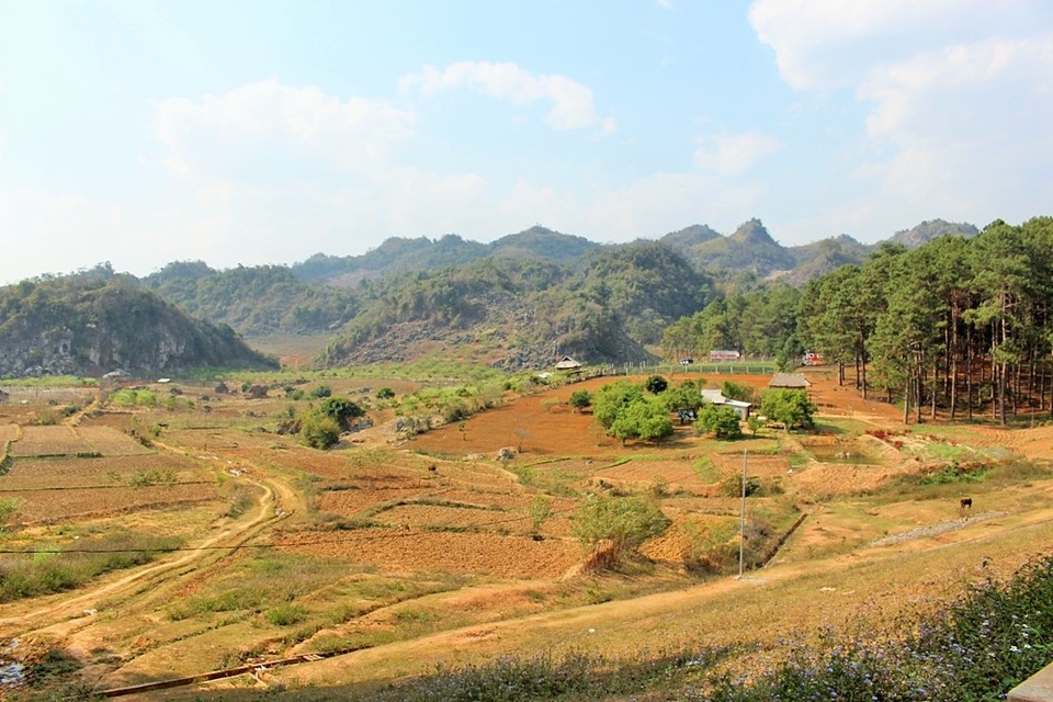 Ngắm vẻ thơ mộng của rừng thông Bản Áng - 1 Ngắm vẻ thơ mộng của rừng thông Bản Áng - 1