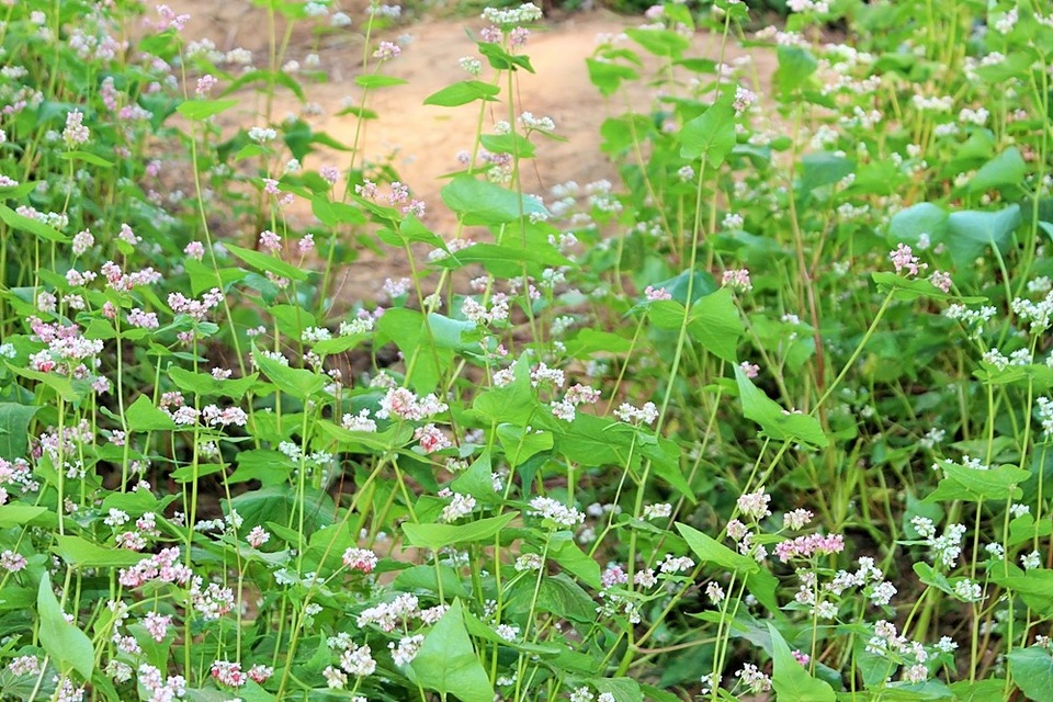 Ngắm vẻ thơ mộng của rừng thông Bản Áng - 4 Ngắm vẻ thơ mộng của rừng thông Bản Áng - 4