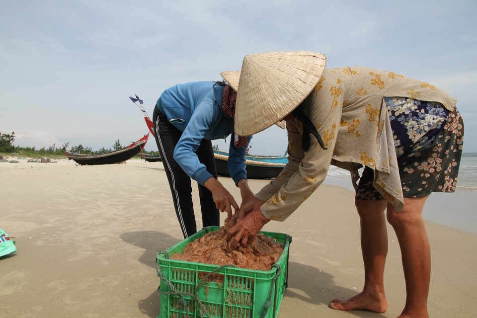 Ngư dân vùng biển bãi ngang phấn khởi vì bội thu ruốc biển - 4 Mỗi kg ruốc biển có giá từ 5-7 ngàn đồng