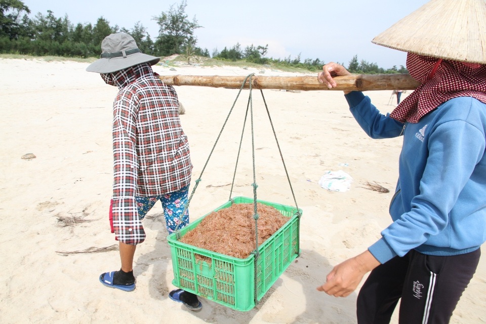 Ngư dân vùng biển bãi ngang phấn khởi vì bội thu ruốc biển - 2 Từng gánh ruốc ngư dân đánh bắt được vận chuyển lên bờ