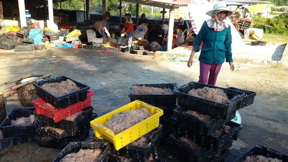 Ngư dân vùng biển bãi ngang phấn khởi vì bội thu ruốc biển - 6 Các tiểu thương thu mua ruốc đi phân phối