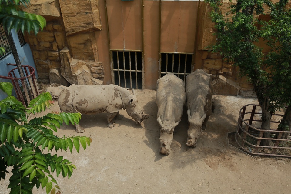 Những chú tê giác đến từ Châu Phi.