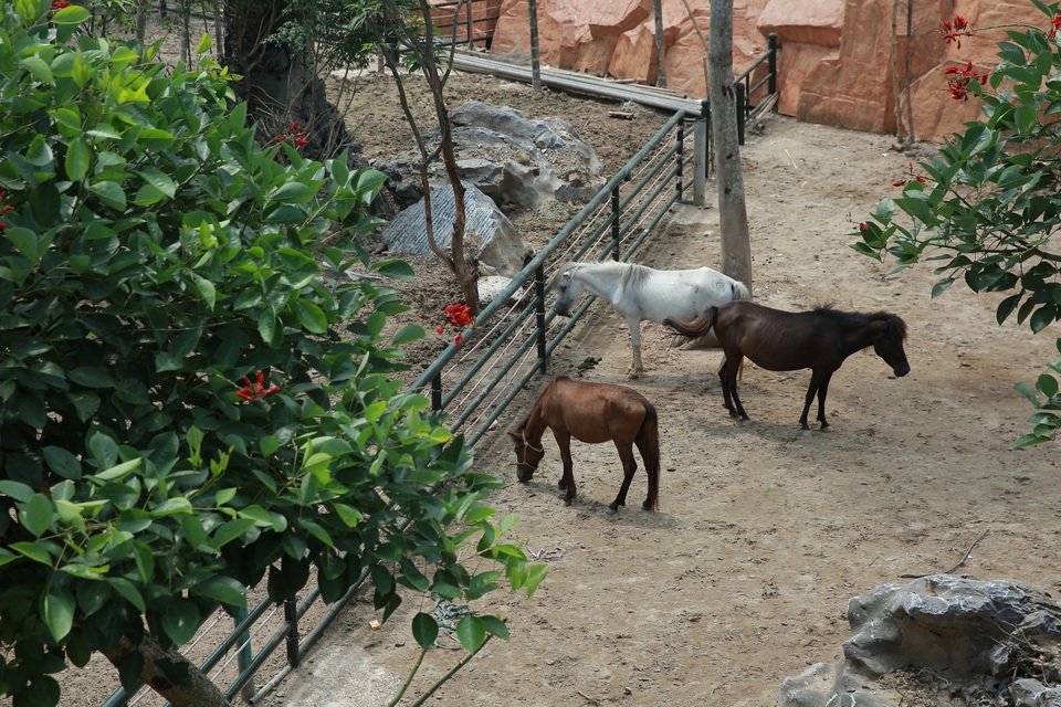 Những chú ngựa được nuôi thả trong không gian cây xanh và phối cảnh sinh động.