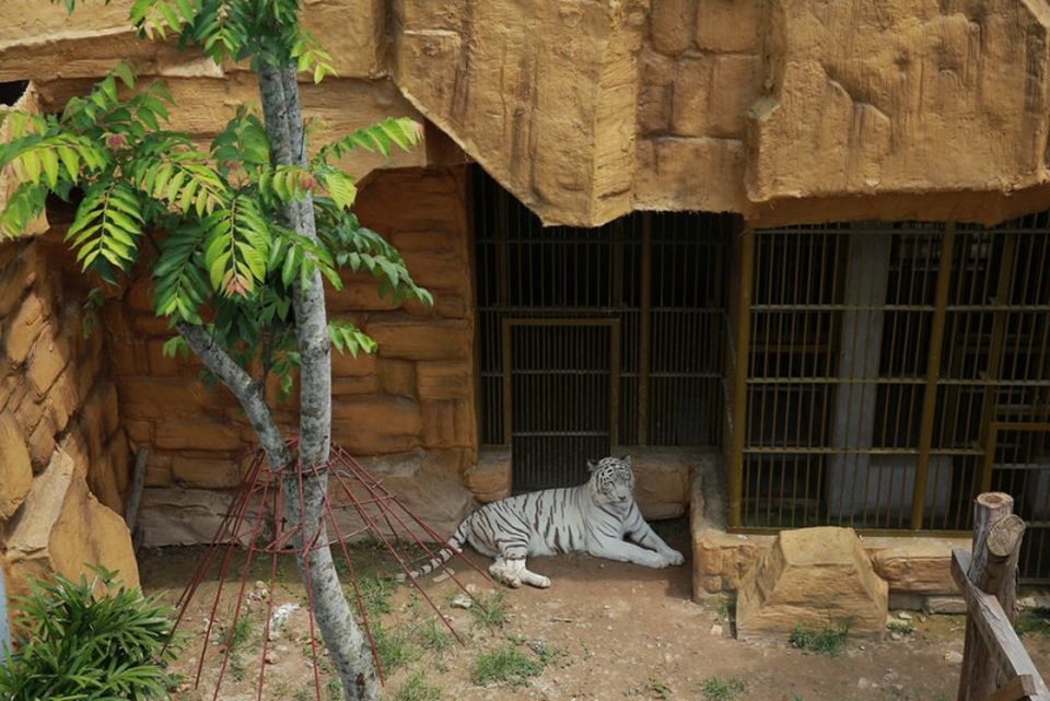 Loài hổ trắng dũng mãnh đến từ Siberia cũng lần đầu tiên xuất hiện tại một điểm vui chơi của Hà Nội.