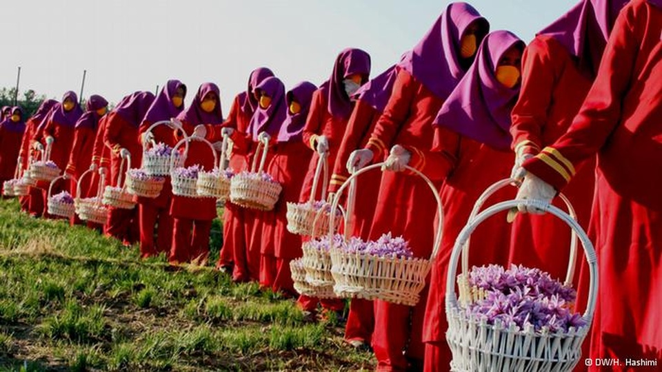 Nhụy nghệ tây - thứ gia vị đắt đỏ hơn vàng - 5 Nhụy nghệ tây - thứ gia vị đắt đỏ hơn vàng - 5