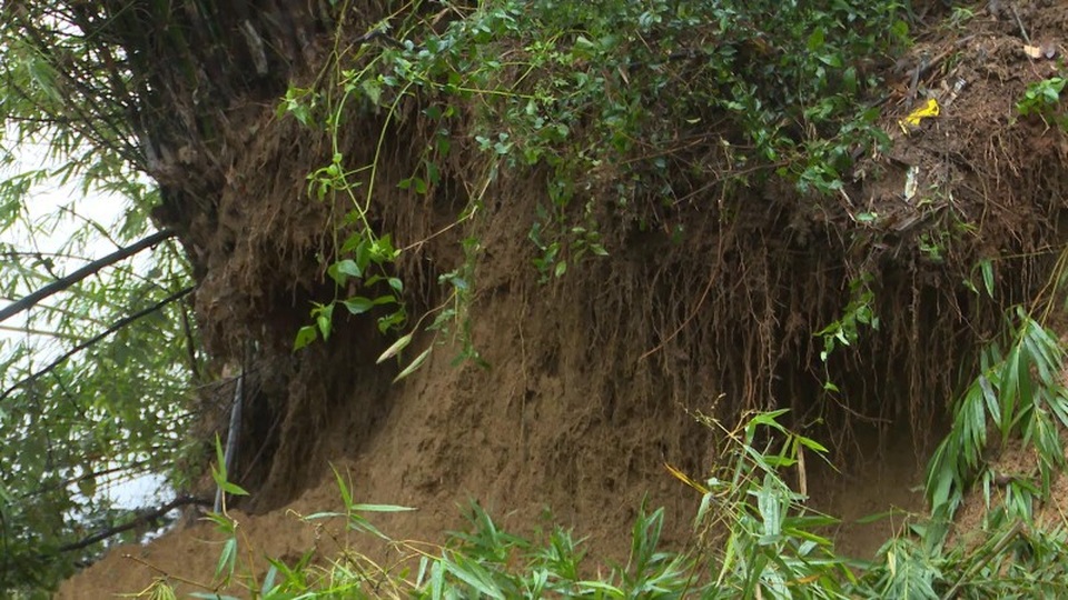 Phấp phỏng sống bên bờ sông bị sạt lở nghiêm trọng - 2 Nhiều cây cối, đất cát bị trôi tuột xuống sông