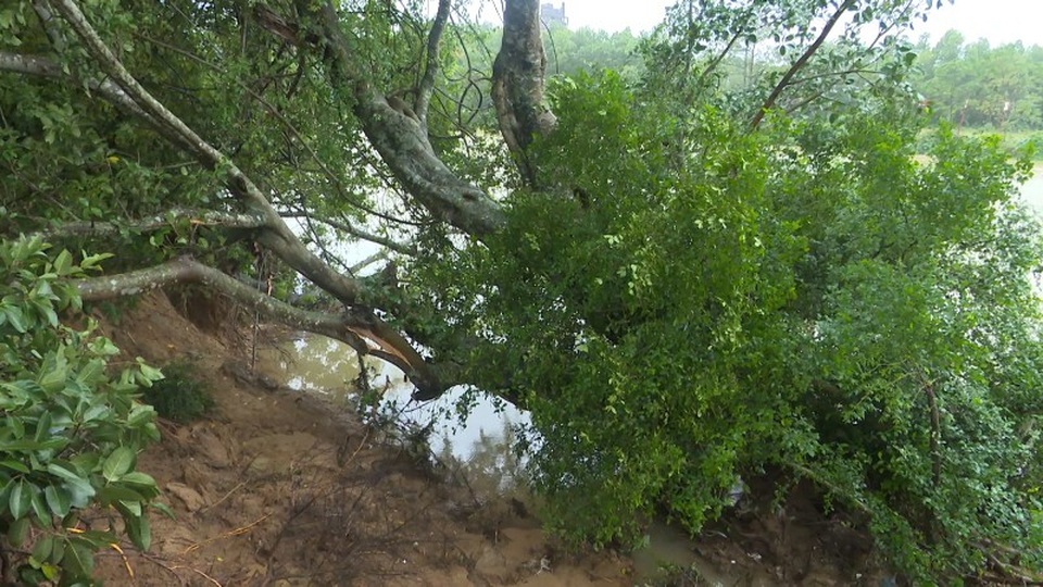 Phấp phỏng sống bên bờ sông bị sạt lở nghiêm trọng - 4 Một cây lớn bị trôi xuống lòng sông Hiếu