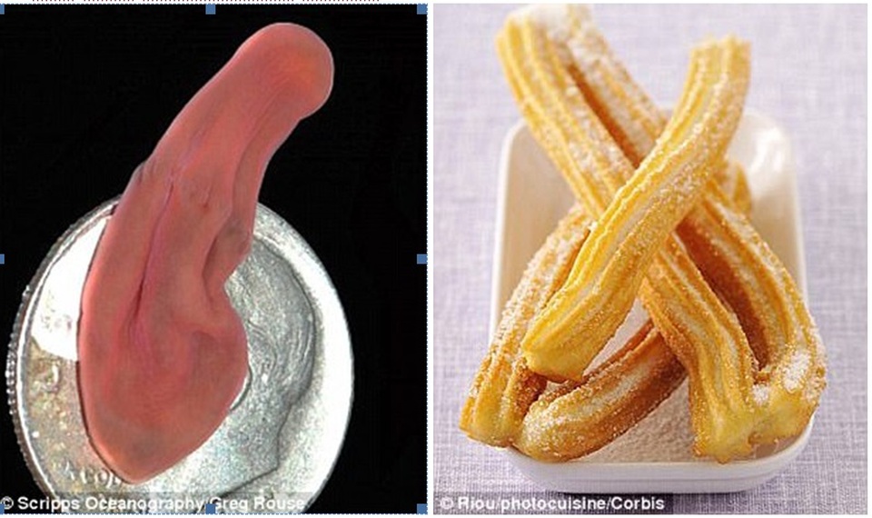 
Con sâu hồng kỳ lạ được đặt tên theo một món bánh ngọt của Tây Ban Nha. Xenoturbella churro có chiều dài khoảng 10 cm, được phát hiện dưới độ sâu 3.658m ở Vịnh California.
