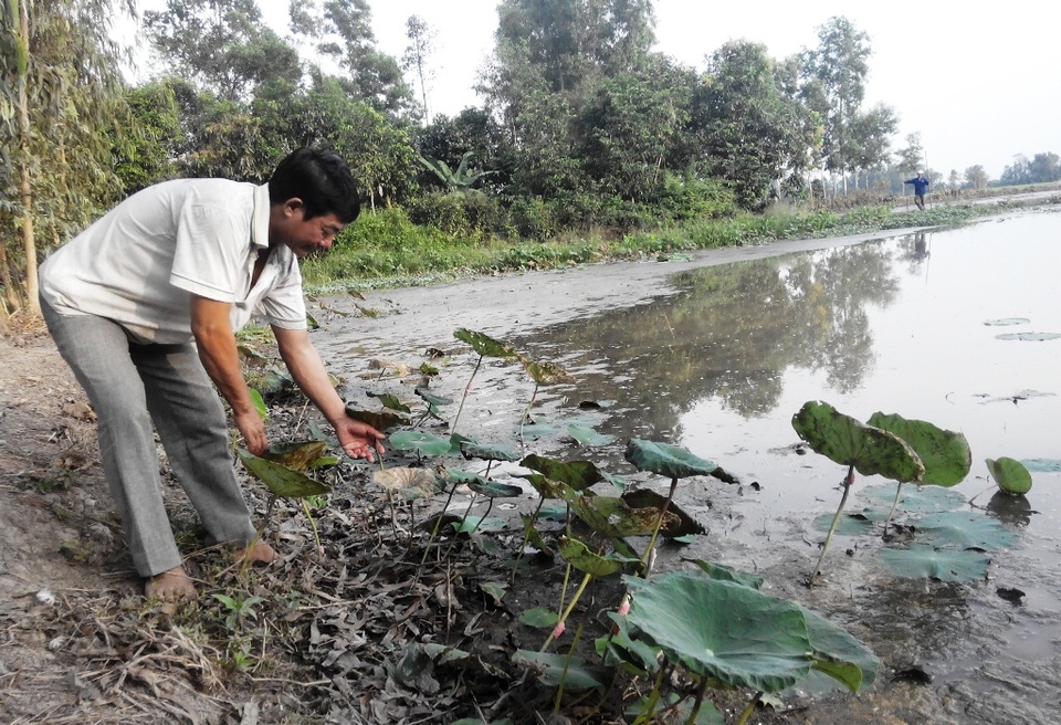 
Toàn bộ diện tích 4,5ha sen mà ông Đinh Văn Út trồng cho ông Hòa, nay chỉ còn lác đác vài bụi sen.
