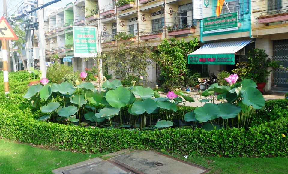 Du khách đến Đồng Tháp thời gian này còn bắt gặp những cánh đồng sen mini trên nhiều tuyến phố Cao Lãnh