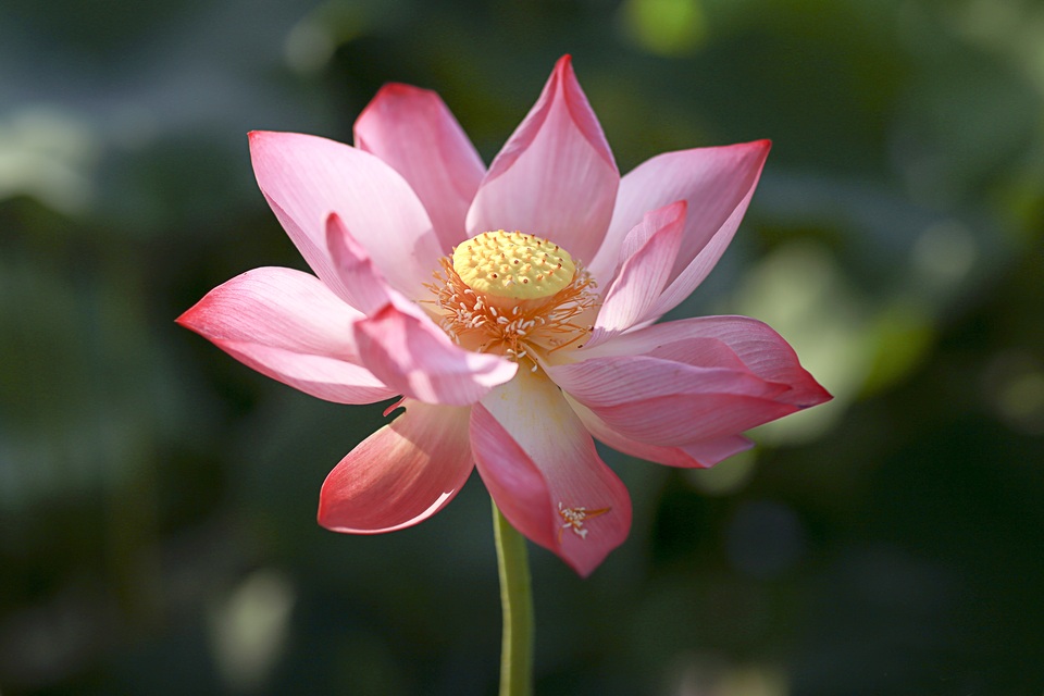 Sen hồng phổ thông trong đầm của anh Hạnh