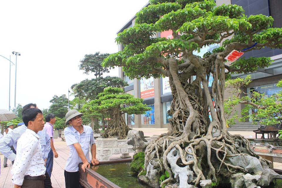 Những "siêu cây cảnh" quý hiếm giá bạc tỷ ở Việt Nam - 2 Theo người chơi cây cảnh, sở dĩ cây “Mâm xôi con gà” tạo được sức hút là bởi nó hội tụ đủ 4 yếu tố “cổ - kỳ - mỹ - văn” và giống như một bức tranh thiên nhiên hoàn thiện với “Tay ngón long quần thụ - Bông tán tản vân - Thân vách dáng làng – Thạch thụ tương sinh”. Tháng 4/2012, siêu cây triệu đô của đại gia đất Việt Trì đã được lên trang bìa của tạp chí về nghệ thuật chơi cây cảnh BCI của Mỹ. Trong một triển lãm sinh vật cảnh, Mâm xôi con gà được định giá 6 triệu USD, tương đương với 120 tỷ đồng.
