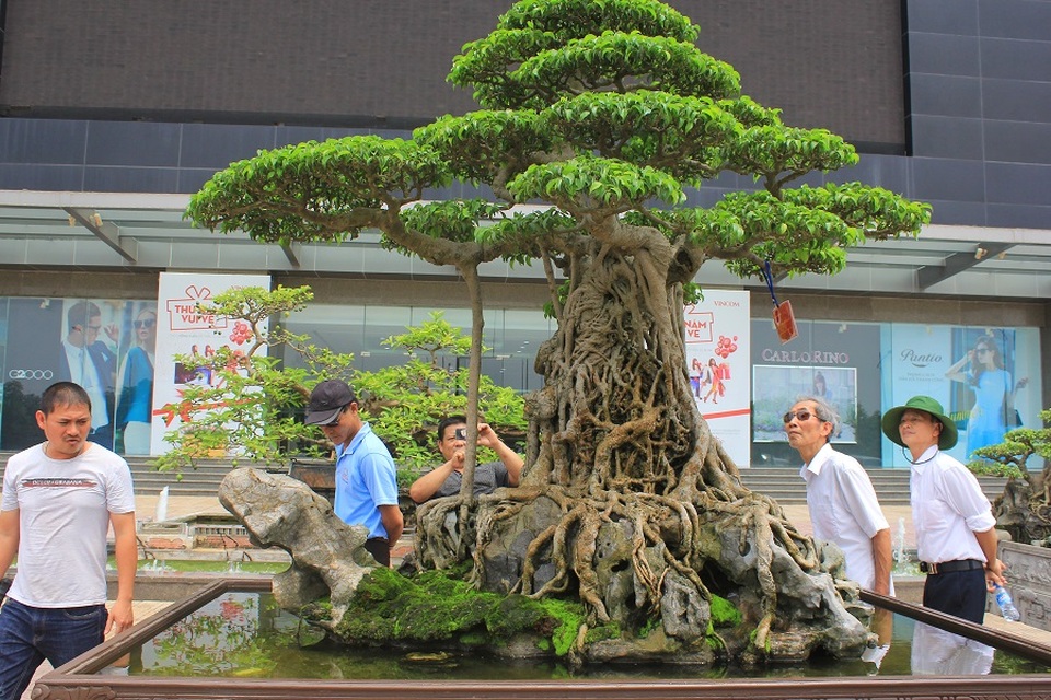Những "siêu cây cảnh" quý hiếm giá bạc tỷ ở Việt Nam - 1 Siêu cây “mâm xôi con gà” là cây sanh cổ thụ có tuổi đời hơn 150 tuổi. Năm 2010, trong dịp Đại lễ 1.000 năm Thăng Long – Hà Nội, cây được giới chuyên môn xếp vào “tứ kỳ mộc” của đất ngàn năm văn vật. Chủ nhân của siêu cây này là ông Nguyễn Nam Thành (Việt Trì, Phú Thọ). Cây có chiều cao 1m65, chiều ngang 2m, trọng lượng cả đá khoảng 1 tấn, có tán xòe rộng như mâm xôi, gốc và thân cây nằm trên khối đá nhỏ tạo thành hình gà.