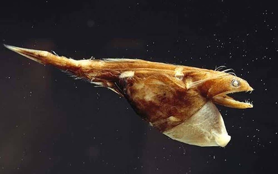 Chiêm ngưỡng những loài sinh vật “đặc dị” dưới đáy đại dương - 5 Chiêm ngưỡng những loài sinh vật “đặc dị” dưới đáy đại dương - 5