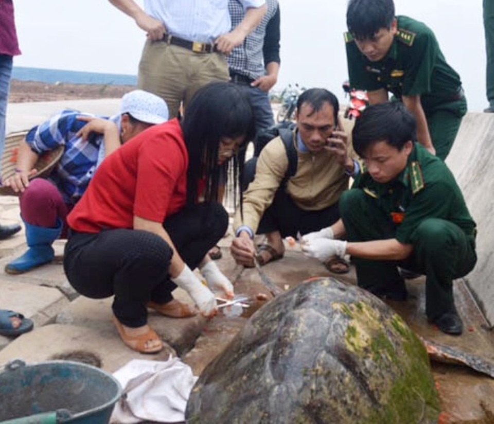 Cứu rùa biển quý hiếm bị thương trôi dạt vào bờ - 2 Cơ quan chức năng sơ cứu cho rùa biển quý hiếm bị thương trôi dạt vào bờ