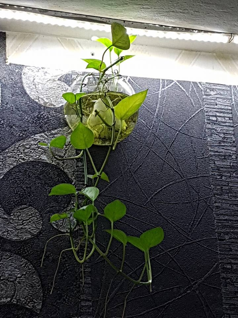 Những nơi ưa đẻ trứng của muỗi truyền sốt xuất huyết ngay trong nhà bạn - 1
Những bình vạn liên thanh thủy canh như thế này rất đẹp, duyên dáng trong nhà và chủ nhà này ngỡ ngàng khi được biết đây là nơi muỗi truyền SXH đẻ trứng. Ảnh: H.Hải