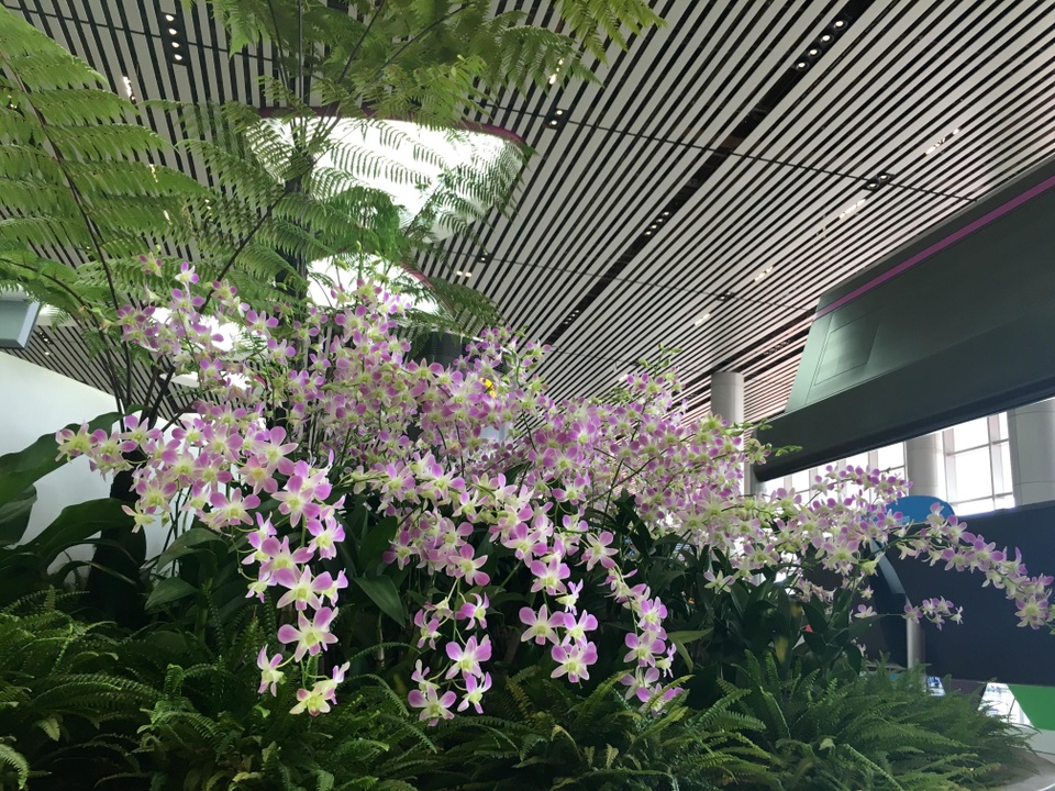 Nhà ga T4 Changi trồng 585 loài cây, đều là thật
