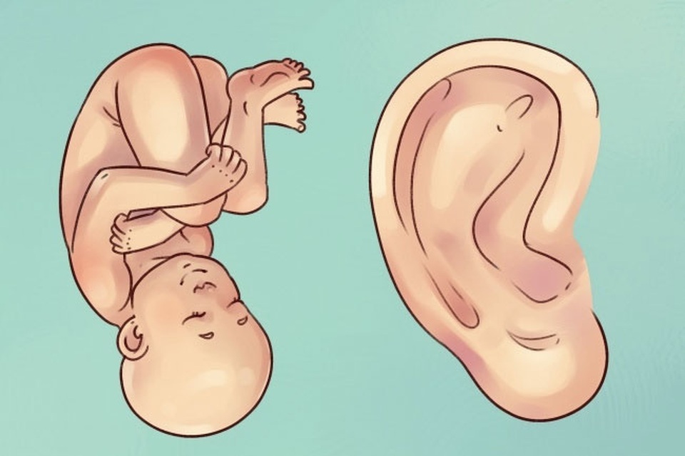 Tai bạn tiết lộ điều gì? - 7 Tai bạn tiết lộ điều gì? - 7