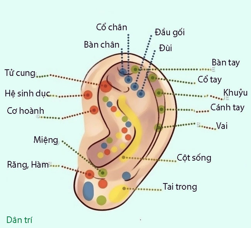 Tai bạn tiết lộ điều gì? - 8 Tai bạn tiết lộ điều gì? - 8