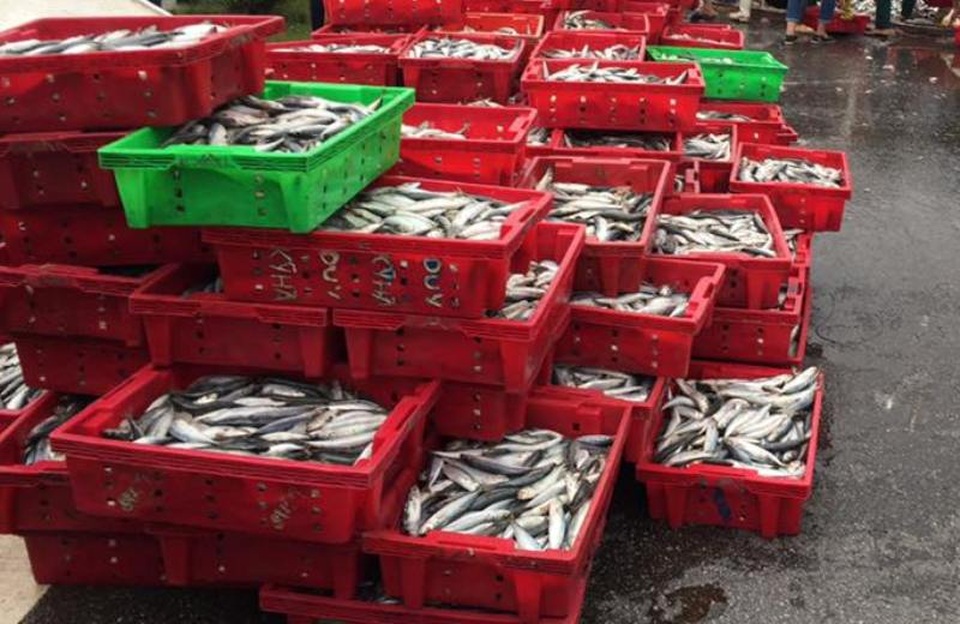 Sau một thời gian ngắn, toàn bộ số cá đã được người dân thu gom vào khay giúp tài xế gặp nạn